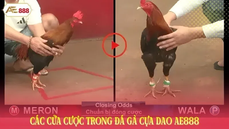 Các cửa cược trong đá gà cựa dao AE888