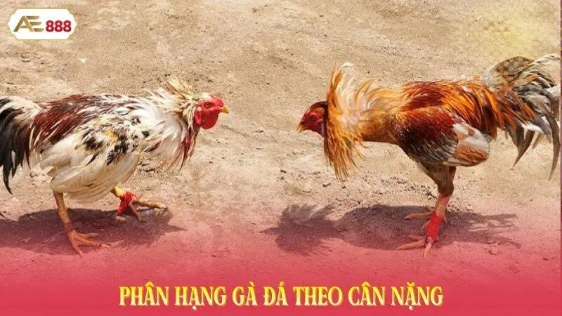 Phân hạng gà đá theo cân nặng